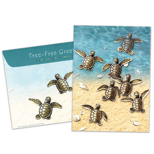 Baby Turtles All Occasion Card