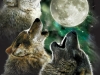 032 Three Wolf Moon (All Occasion)