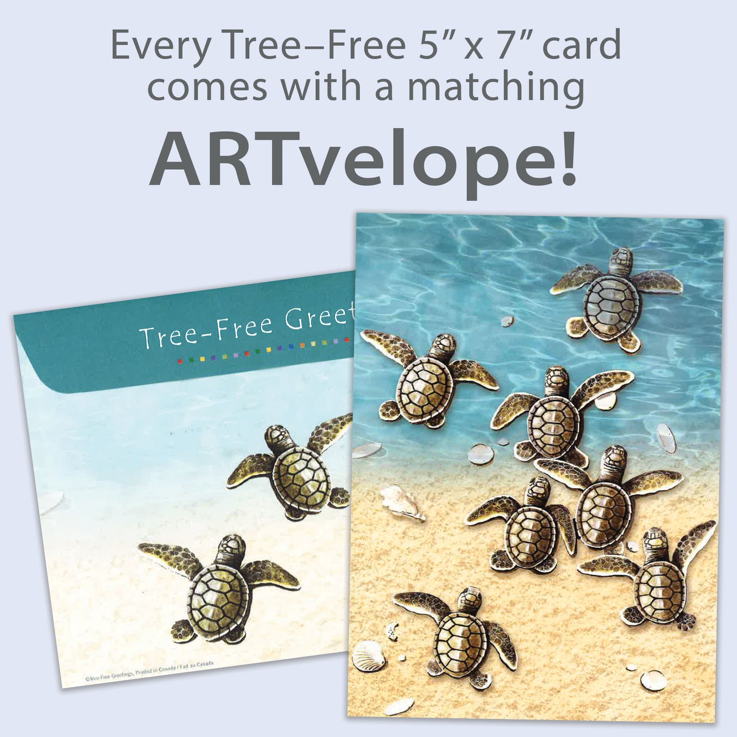 Baby Turtles All Occasion Card