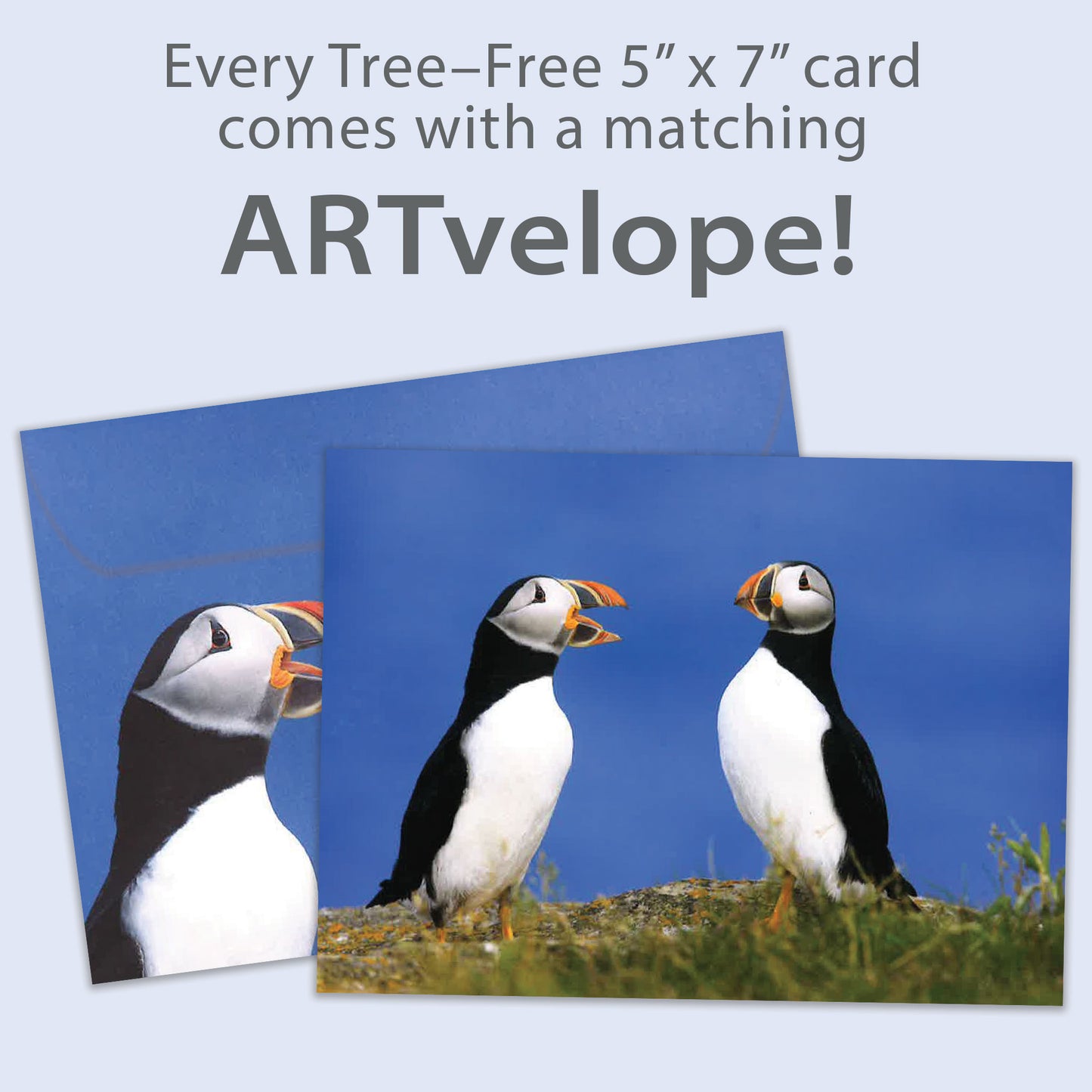 Puffins All Occasion Card