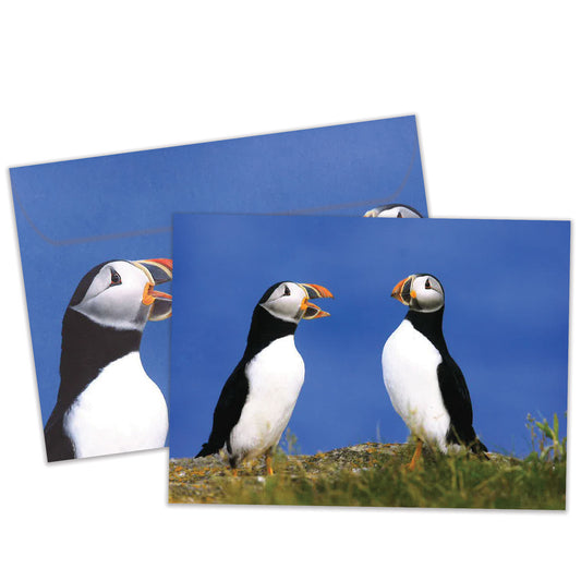 Puffins All Occasion Card