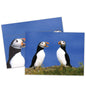 Puffins All Occasion Card