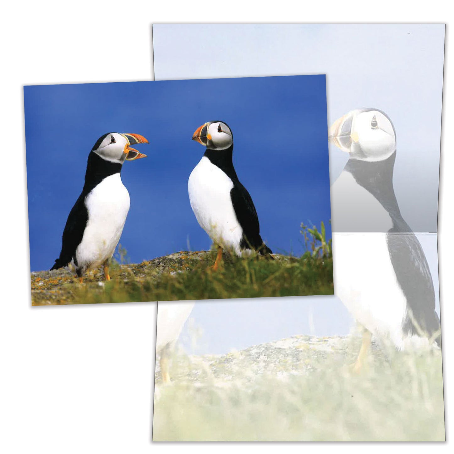 Puffins All Occasion Card