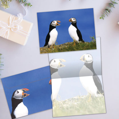Puffins All Occasion Card
