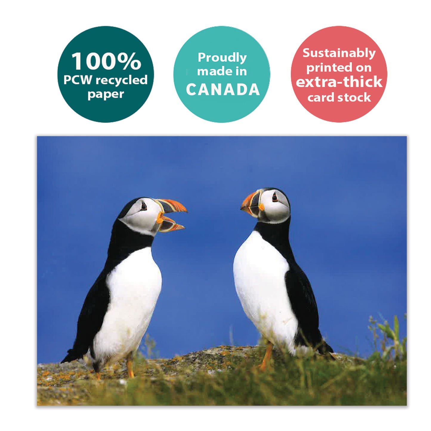 Puffins All Occasion Card