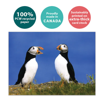 Puffins All Occasion Card